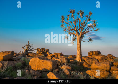 El carcaj árbol o aloe dichotoma Keetmanshoop, Namibia Foto de stock