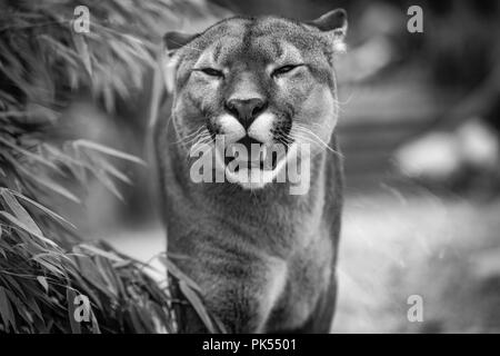 Isaac solitario plan de ventas Puma en blanco y negro Fotografía de stock - Alamy