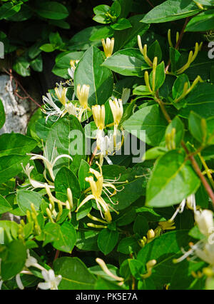 Amarillo Miel Madreselva Flores En La Luz Del Sol Fotografia De Stock Alamy