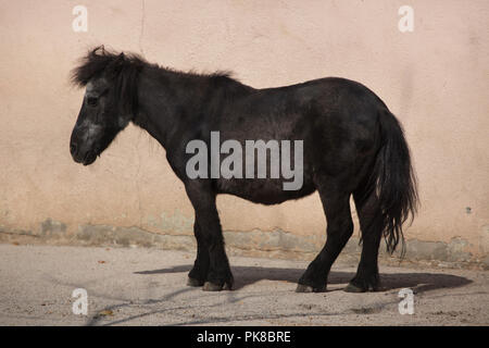 Shetland Pony (Equus caballus ferus f. domestica). Foto de stock