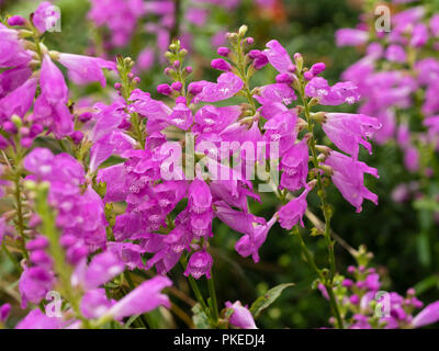 A finales del verano flores rosas de tallo erecto de la perenne resistente planta obediente, Physostegia virginiana Foto de stock
