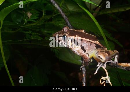 Un agujero-en-la-Cabeza (ranas Huia cavitympanum) posado en la vegetación en Ranau, Sabah, Malasia Oriental, Borneo Foto de stock