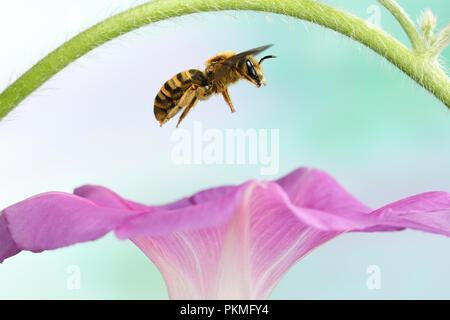 El sudor (abeja Halictus scabiosae), hembra, en vuelo, en Morning glory (Ipomoea), Alemania Foto de stock