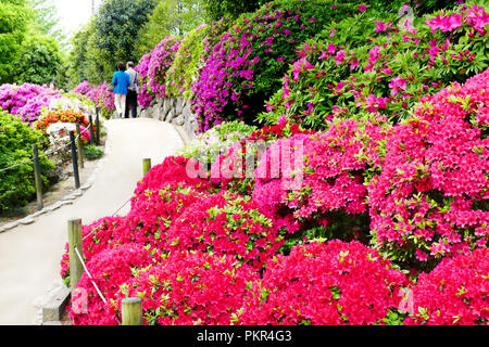 Coloridas flores azalea japonesa en plena floración durante Bunkyo Azalea Festival (Tsutsuji Matsuri) en Nezu santuario en Tokio, Japón Foto de stock