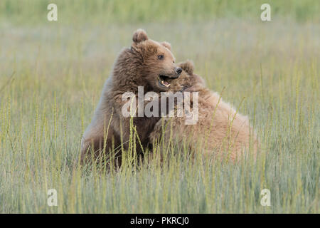 Costera de Alaska Brown Bear, Lake Clark National Park Foto de stock