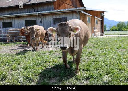 Europa Schweiz Sarganser Tierra Wangs Gonzen - Kühe grasen morgens auf der Weide un einem schönen Frühlingstag in der Schweiz