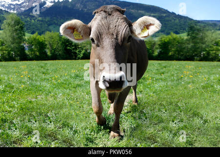 Europa Schweiz Sarganser Tierra Wangs Gonzen - neugieriges Muttertier morgens auf der Weide un einem schönen Frühlingstag in der Schweiz
