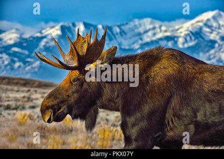 Bull Moose contra el telón de fondo de la Cordillera Teton Foto de stock