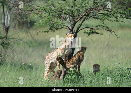 Cachorros de guepardo y descansar bajo la sombra en el Serengeti, Tanzania, África