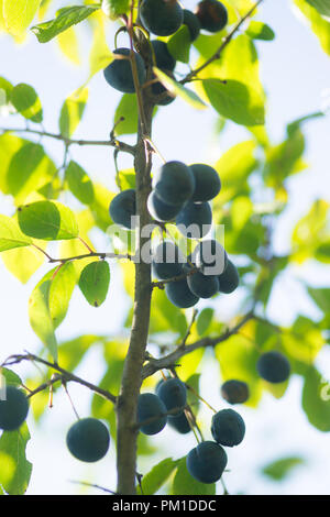 O Endrinas endrino (Prunus spinosa) en la rama de árbol