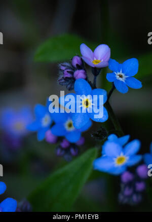 Flores azules del estado de Alaska no me olvides campo planta planta  Boraginaceae Myosotis arvensis Fotografía de stock - Alamy