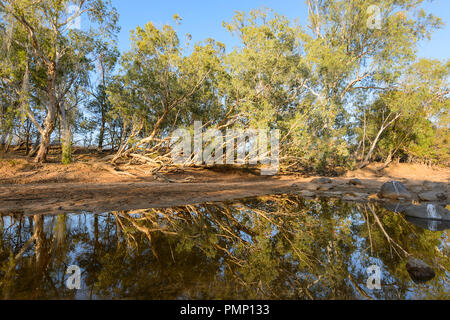 Árboles Paperbark reflejos en el río, la UEM Creek, cerca Petford, North Queensland, Queensland, Australia Foto de stock