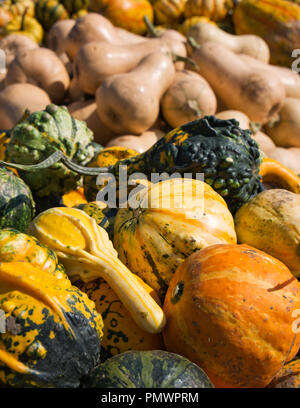 Diversas variedades de calabaza ornamental en naranja, amarillo, verde y beige.