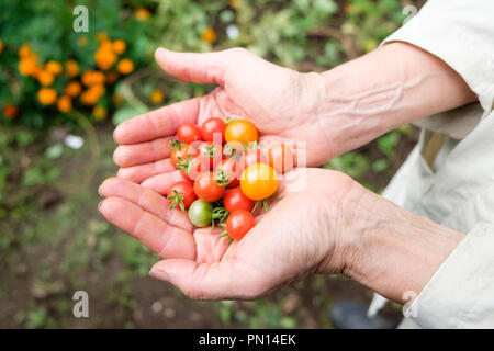 Una hembra jardinero en su 70 70 posee un puñado de tomates sungold y Matt's wild cherry tomatoes ella creció en su huerto.