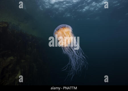 Lion's mane medusas, Cyanea cyanea (en capillata arctica) en el agua azul cerca de coral