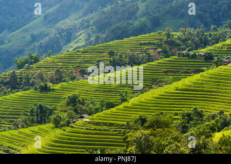 Terrazas en campo Hoang Su Phi, de Ha Giang, Vietnam Foto de stock