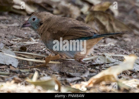Hembra rojo-cheeked cordon-bleu o rojo-cheeked cordonbleu (Uraeginthus bengalus) es un pequeño pájaro paseriformes, Yeha Monasterio. Etiopía