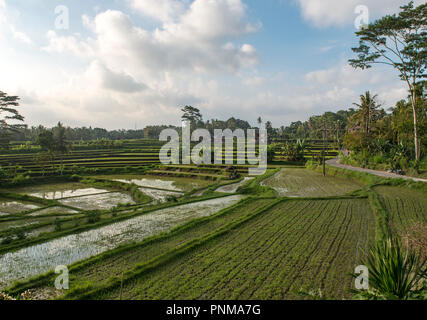 Terrazas de arroz en Karsa Cafe, Ubud, Bali, Indonesia Foto de stock