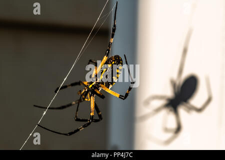 Una araña orbweaver negro y amarillo se asienta en una web en el sol, una sombra Foto de stock