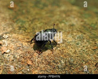 Negro brillante solitario Dor escarabajo (Geotrupes stercorarius) una especie de tierra-aburrida de escarabajos del estiércol en el Ariège Pirineos, Francia Foto de stock