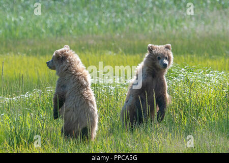 Costera dos crías de oso pardo (Ursus arctos) de pie en una pradera mirando en direcciones opuestas en el lago Clark NP, Alaska Foto de stock