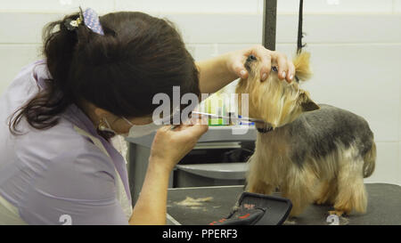 Pet grooming salon. Arreglar un perrito en pet grooming peluquer a