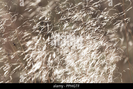 Hierbas silvestres soplando en el viento de otoño con una disminución de cabezas de semillas. Hierba de niebla de Yorkshire, Holcus lanatus. Tranquilo, sereno, abstracta. Horizontal. Foto de stock