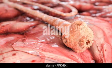 La tenia del cerdo detallada bajo el microscopio-3D rendering Foto de stock
