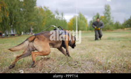 Un perro pastor alemán entrenado corriendo hacia el hombre en un traje de protección