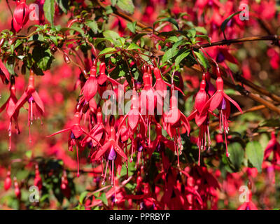 Flores de color rojo, púrpura faldón, woody semi arbusto perenne, Fuchsia magellanica "Ricartonii" Foto de stock