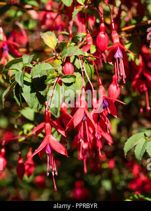 Flores de color rojo, púrpura faldón, woody semi arbusto perenne, Fuchsia magellanica "Ricartonii" Foto de stock