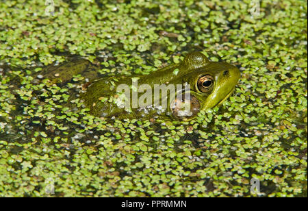 Rana Verde Lithobates clamitans en la lenteja de agua Lemna, E N América, por omitir Moody/Dembinsky Foto Assoc Foto de stock