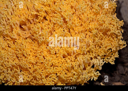 Ramaria flava champiñón, la Changle Fotografía de stock - Alamy