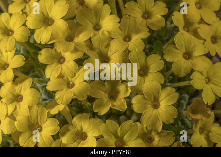 Dionysia aretioides Aretioid dionysia, en flor, desde el norte de Irán. Foto de stock