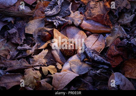 Dos conkers en su concha amoungst algunas hojas caídas. Foto de stock