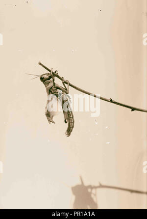 La terrible plaga de langostas en Palestina, de marzo a junio de 1915. El secado de las alas. 1915 Foto de stock