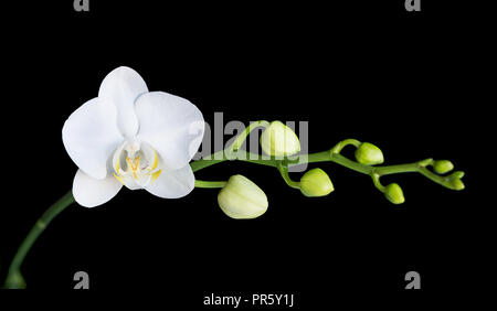 Flor blanca de una orquídea phalaenopsis con varios brotes en una rama, aislado en un fondo negro Foto de stock