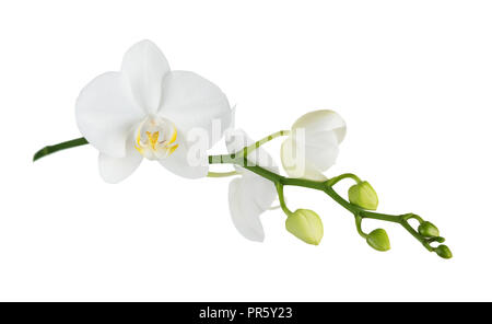 Flor blanca de una orquídea phalaenopsis con varios brotes en una rama, aislado en un fondo blanco. Foto de stock