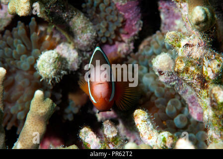 Tomate anemonefish, Amphiprion frenatus, femenina Fagaalu Bay, Pago Pago, Tutuila Isla, Samoa Americana