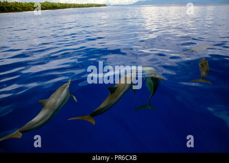 Delfines, Stenella longirostris, Ant Atoll, Pohnpei, Estados Federados de Micronesia