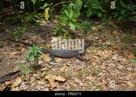 El lagarto monitor de la isla de Tioman Foto de stock