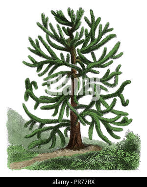 Ilustración del siglo XIX de Araucaria araucana, conocido como araucaria, árbol de cola de mono, pino chileno, o pehuen. Publicado en Systematischer B