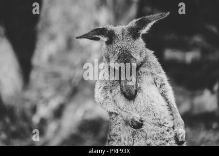 Fotografía en blanco y negro de un canguro gris Oriental rascarse, Australia