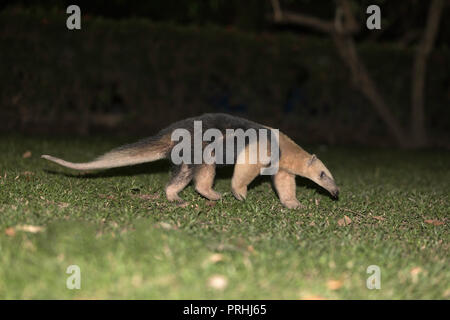Un adulto meridional, tamandua Tamandua tetradactyla, noche Pousado Rio Claro, Brasil. Un adulto meridional, tamandua Tamandua tetradactyla, noche Pousado Rio Claro, Brasil.