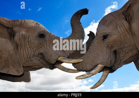 El elefante africano (Loxodonta africana), animales jóvenes huérfanos en Buffelsdrift Game Reserve, Western Cape Oudtshoorn, Foto de stock