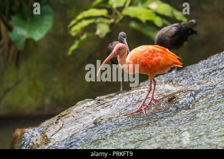 El ibis escarlata (Eudocimus ruber) es una especie de ibis en la familia de aves Threskiornithidae. Habita tropicales de América del Sur y las islas de la Ca Foto de stock