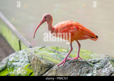 El ibis escarlata (Eudocimus ruber) es una especie de ibis en la familia de aves Threskiornithidae. Habita tropicales de América del Sur y las islas de la Ca Foto de stock