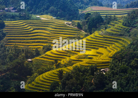 Los campos de arroz en terrazas Hoang su PHI en la provincia de Ha Giang en Vietnam. Foto de stock