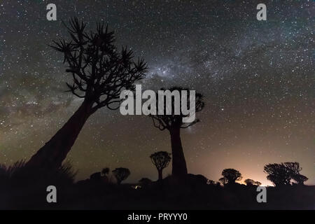 África, Namibia, Keetmanshoop, carcaj de bosque de árboles por la noche, la vía láctea Foto de stock