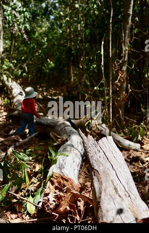 Un tronco caído a lo largo de un camino en el bosque australiano, Dalrymple gap, Queensland, Australia Foto de stock